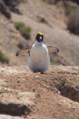 25-Penguin (Eudyptes)